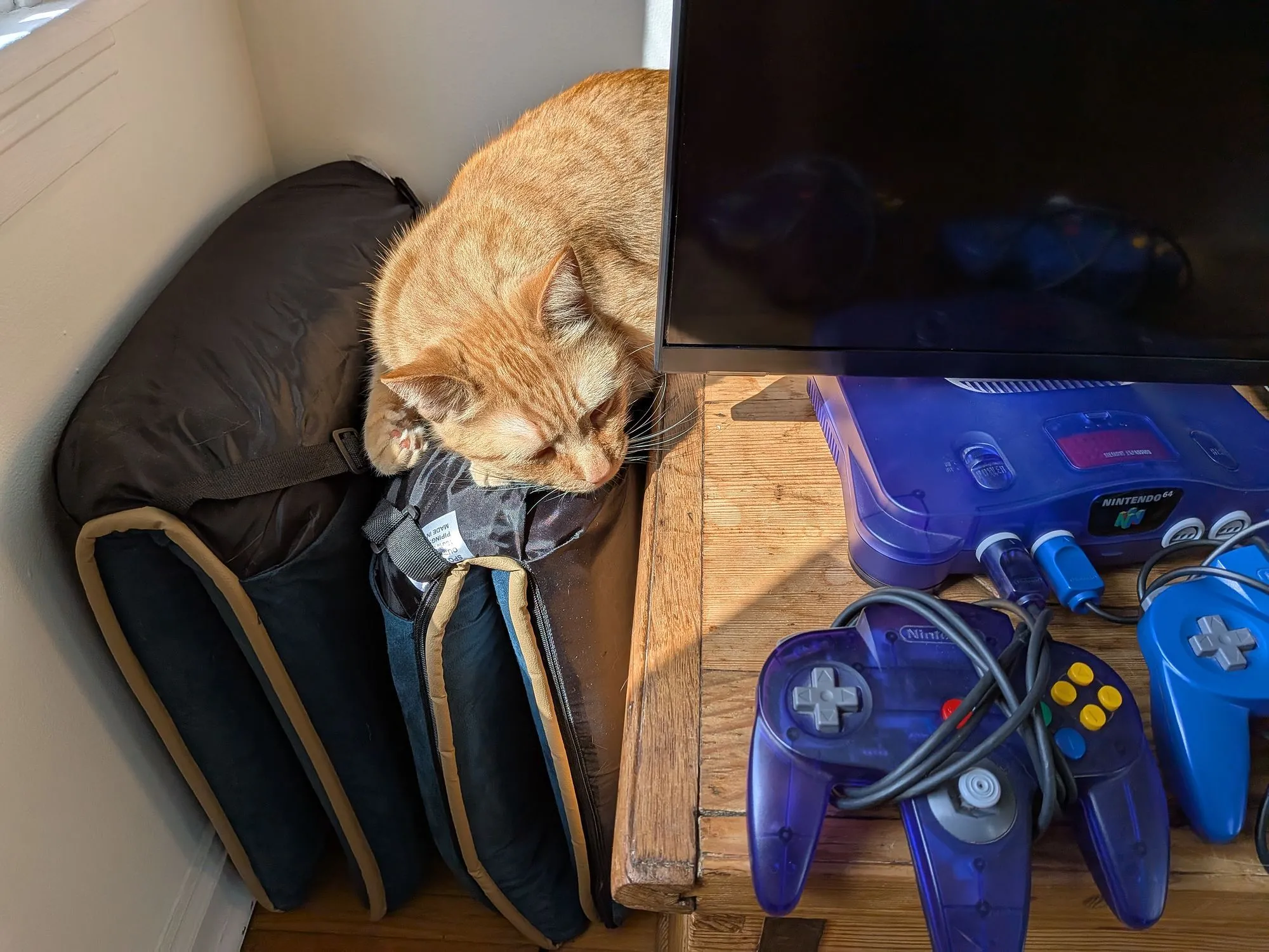 Ảnh mẫu chụp cận cảnh chú mèo đang rình Nintendo 64
