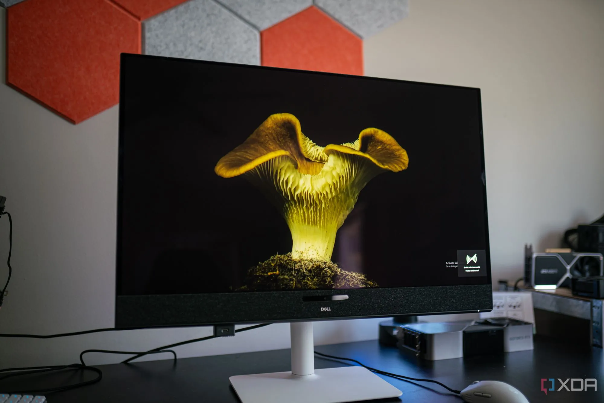Màn hình QD-OLED Dell 32 Plus hiển thị hình ảnh chất lượng cao với màu sắc sống động